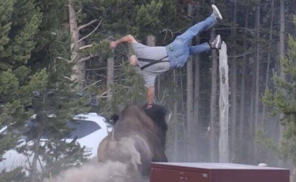 Man is knocked off balance by a large bison in a forest clearing near a white vehicle and dust.