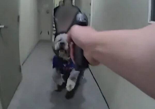Small dog in a blue harness being walked down a narrow hallway toward the camera, leash held by a person.
