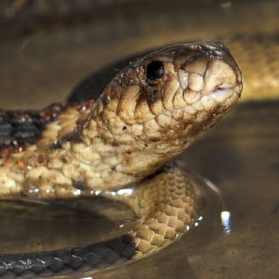 Saint Louis Cardinals Players Capture a Snake At Dodger Stadium ...