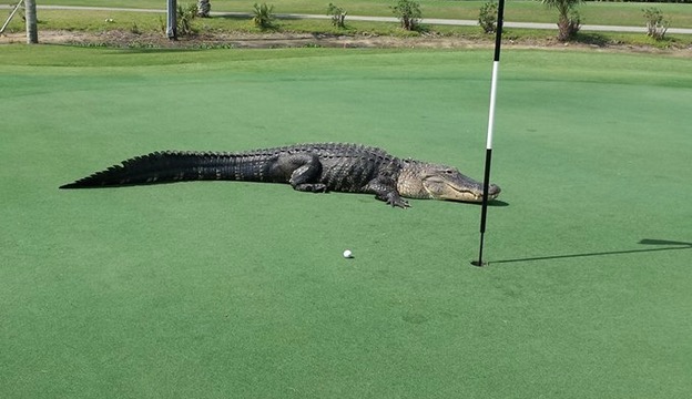 Alligator Golf Course 2 – BlackSportsOnline