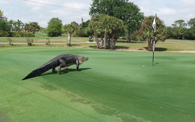 Monster Alligator Just Chilling on Golf Course (Video) - Page 3 of 3 ...