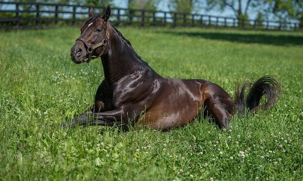 American Pharoah