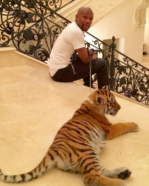 Floyd mayweather Tiger