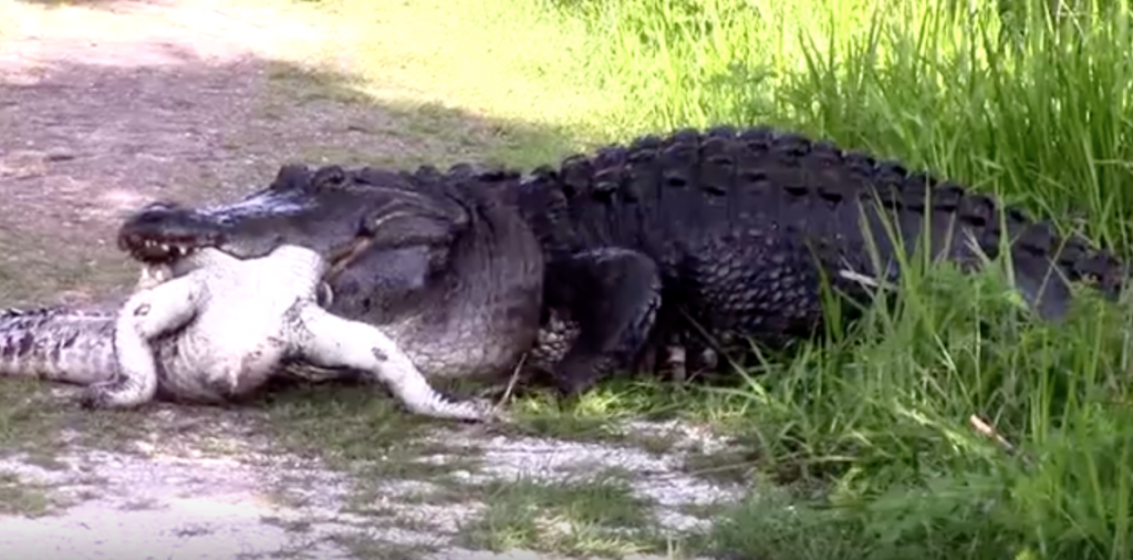 Video: 12 Foot Alligator Eats Alligator | BlackSportsOnline