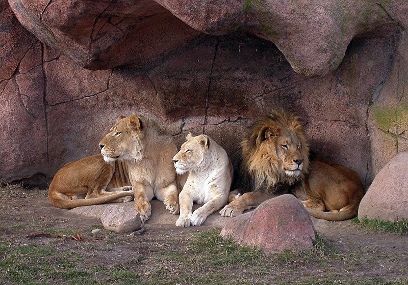 I must admit, I am fascinated by lions (and large jungle cats in general). 