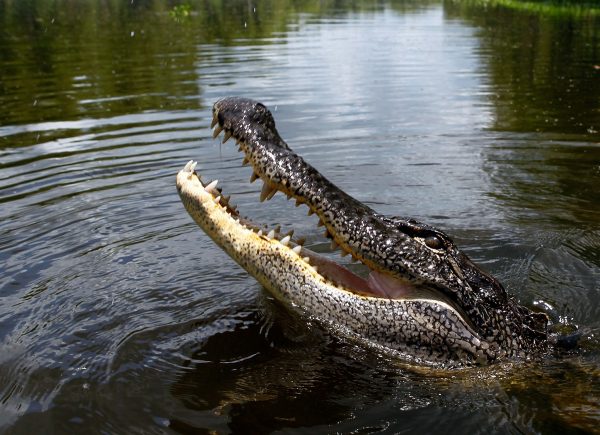 Alligator drags child