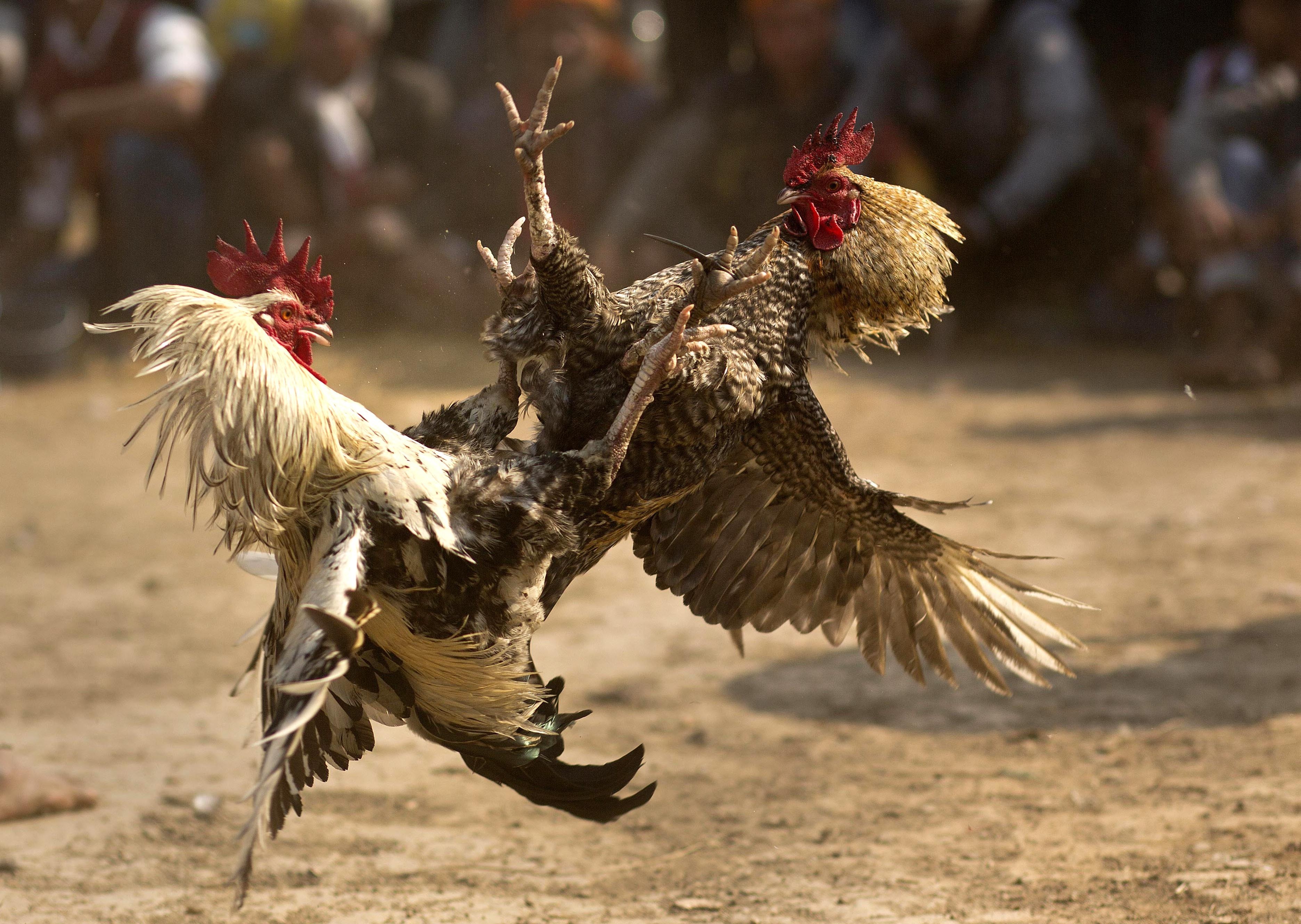 Video Rooster Kills Its Owner During An Illegal Cockfighting Event Blacksportsonline 