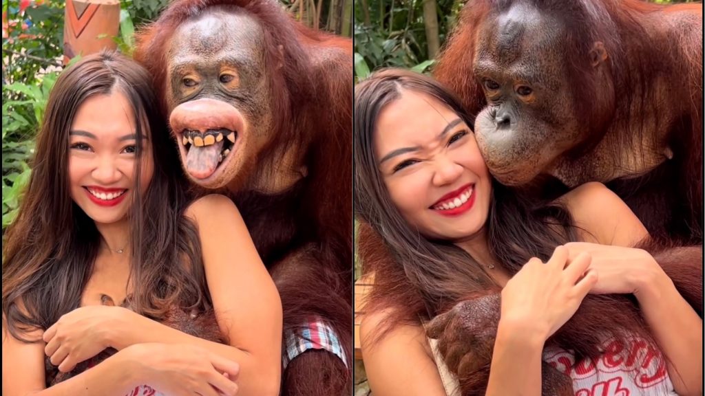 1024px x 576px - Orangutan Goes Viral For Kissing and Hugging Angel Orangelor at Zoo â€“  BlackSportsOnline