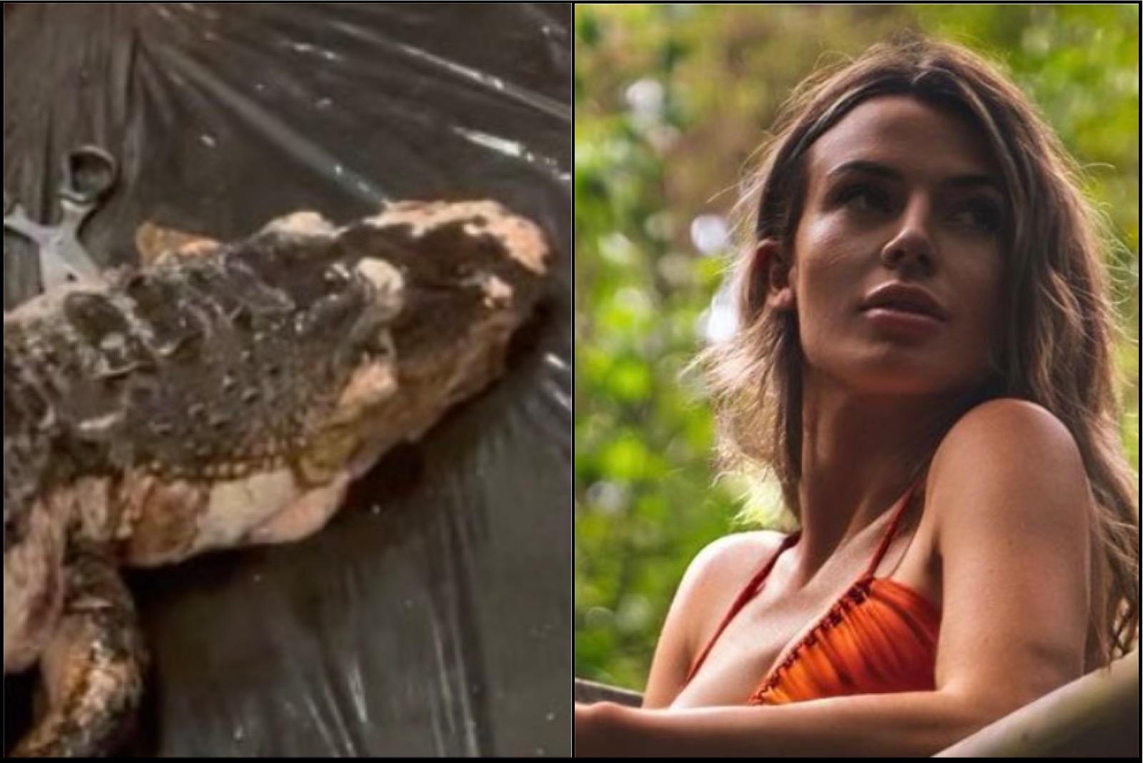 Watch Ft Alligator Get Pulled Out Of Ft Burmese Python S Stomach By Bikini Scientist Rosie