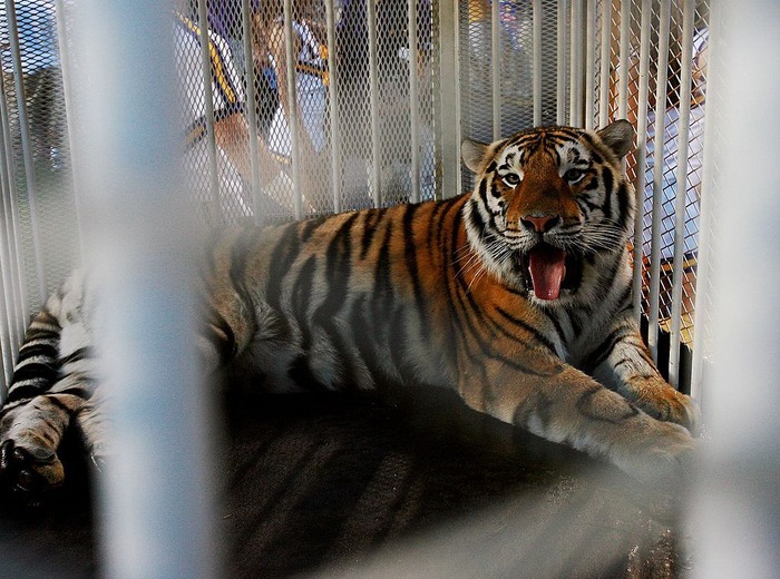 The Live Caged Tiger Returns To The Sidelines Of LSU Football’s Tiger Stadium In Game Against Alabama