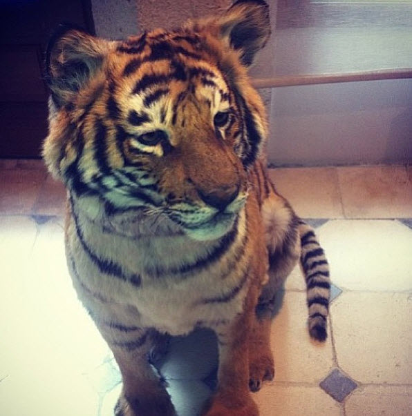 Darnell-Dockett-Tiger-lil-buddy