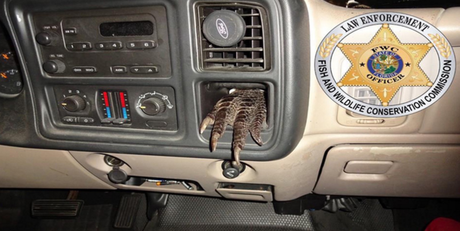 Gator Car