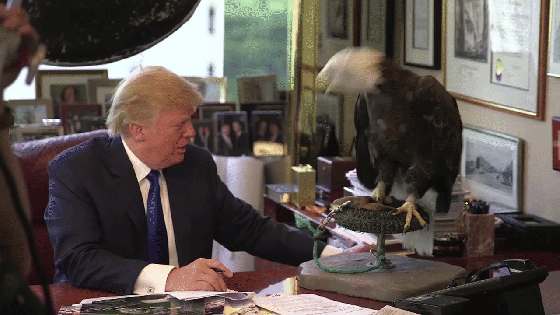 trump-eagle-03a
