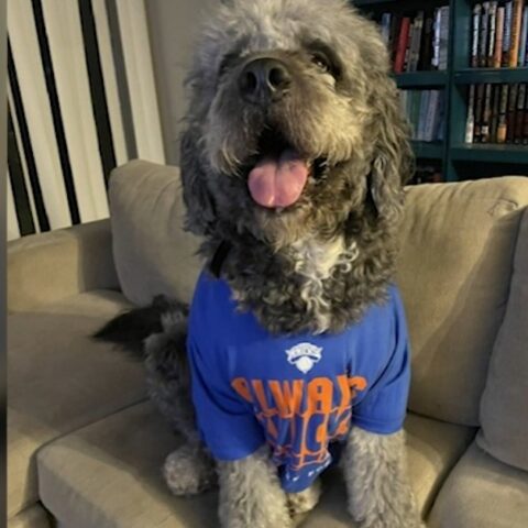 Dog with fluffy gray fur wearing a blue shirt, sitting on a beige couch and panting with tongue out, in a living room.