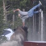 Bison Throws Man 15 Feet in the Air During Attack at Yellowstone Park
