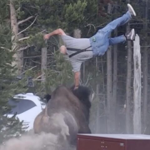 Man is knocked off balance by a large bison in a forest clearing near a white vehicle and dust.